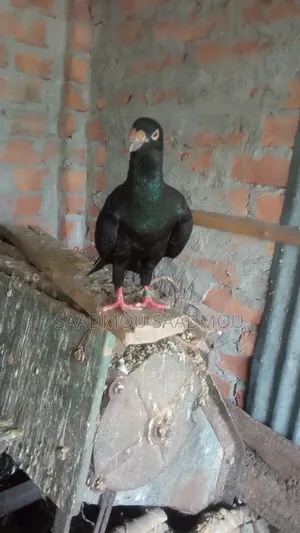 বিউটি হোমা