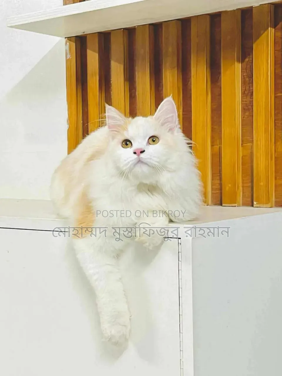 1+ Year Female Purebred Persian