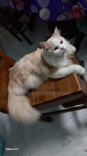 1+ Year Female Purebred Persian