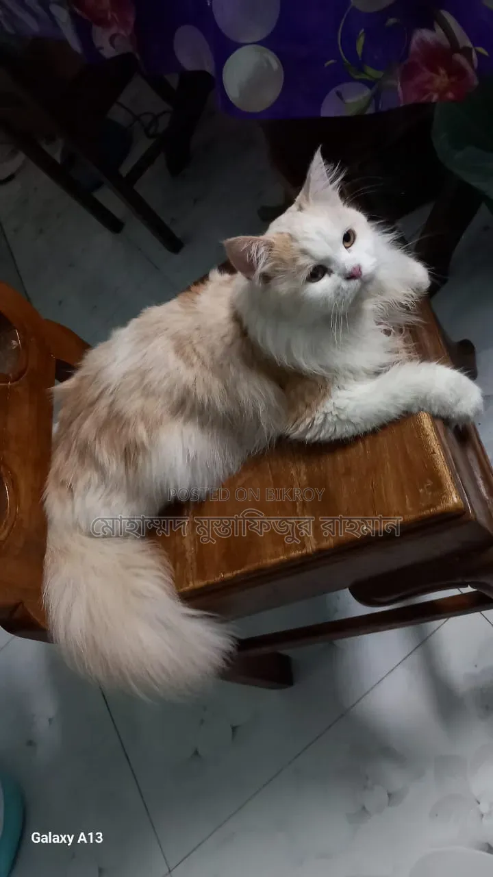1+ Year Female Purebred Persian