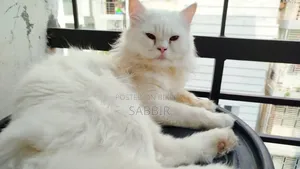 1+ Year Male Purebred Persian Cat