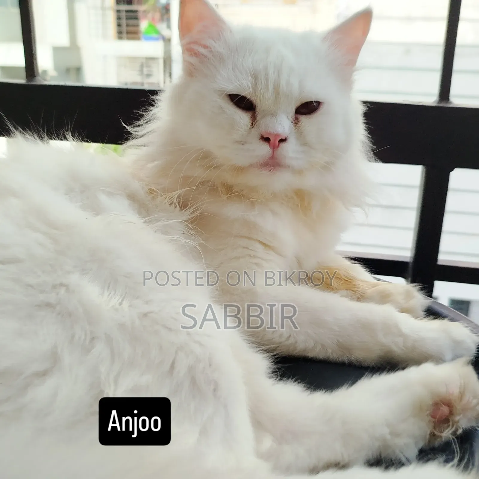 1+ Year Male Purebred Persian Cat