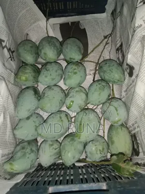 Gopalbhog, Himsagar Mango