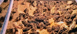 একদিন বয়সী জাপানি জাতের কোয়েল পাখির বাচ্চা বিক্রয় চলছে!