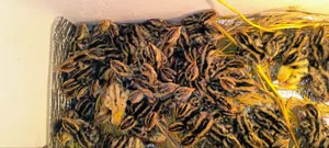 একদিন বয়সী জাপানি জাতের কোয়েল পাখির বাচ্চা বিক্রয় চলছে!