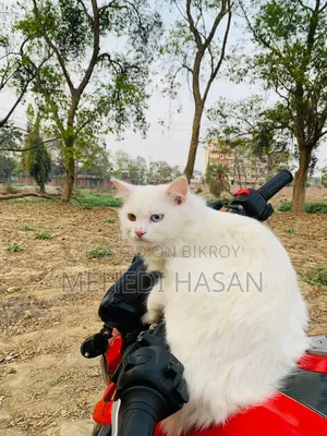 6-12 Months Male Purebred Persian