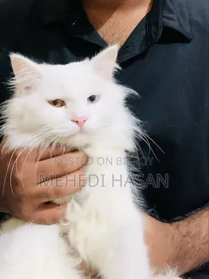 6-12 Months Male Purebred Persian