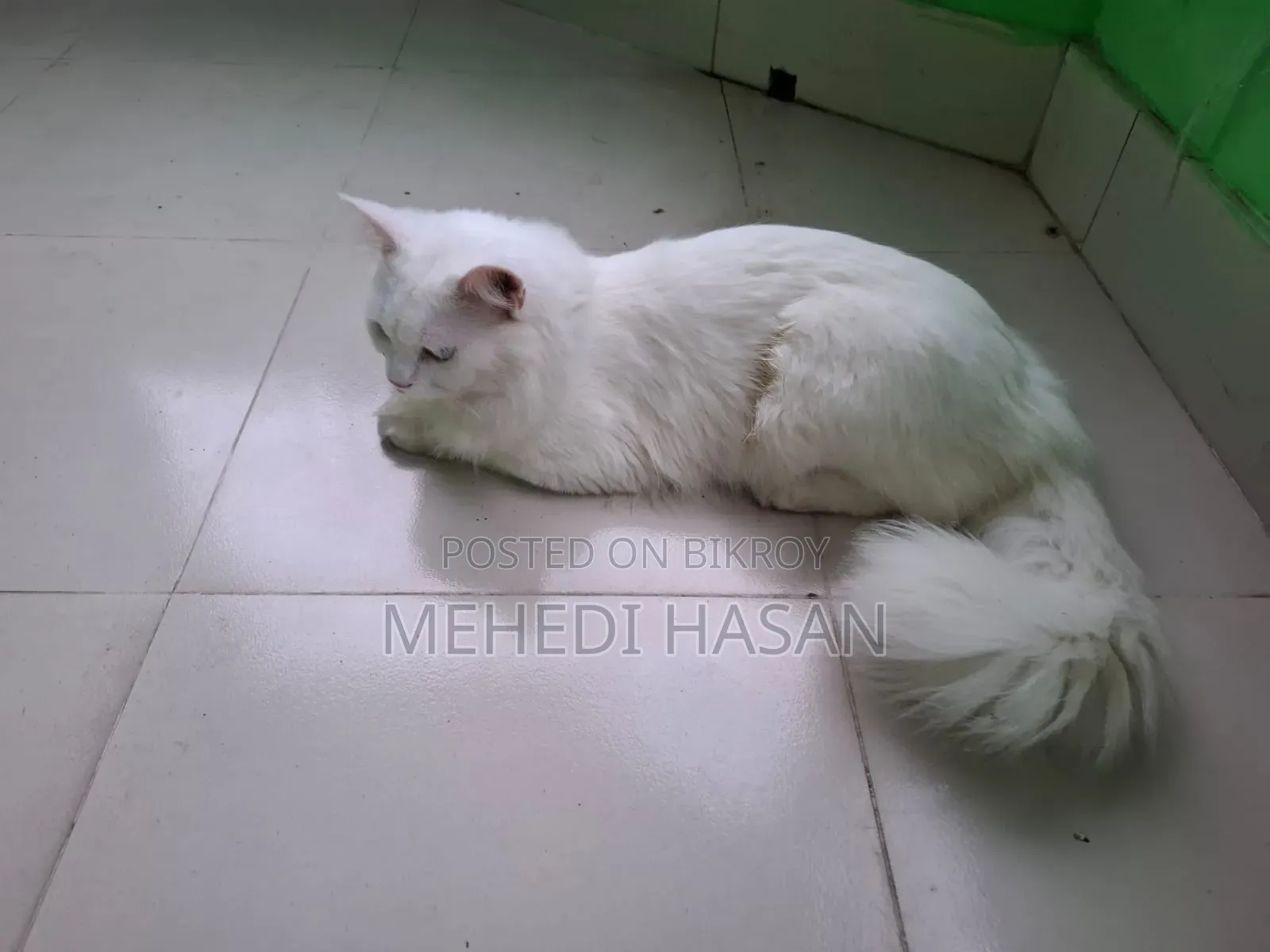 6-12 Months Male Purebred Persian