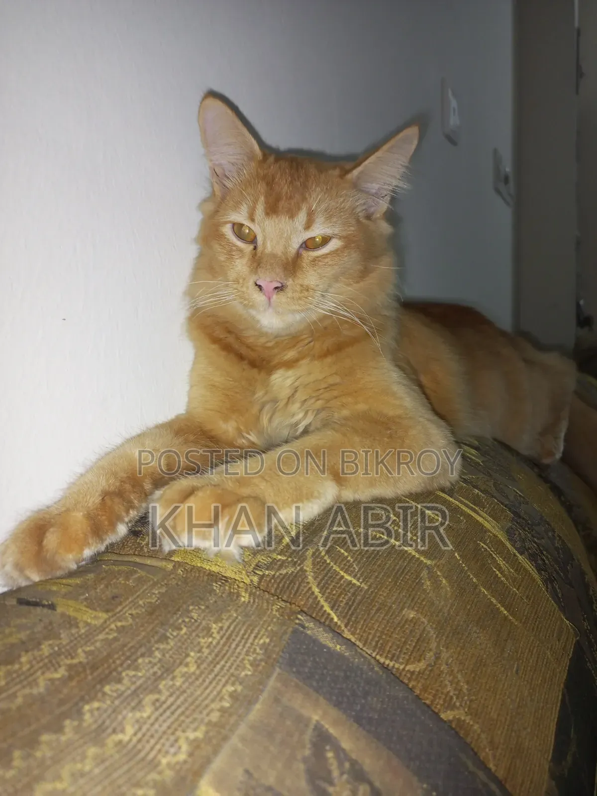 3-6 Months Male Purebred Persian