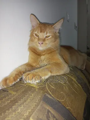 3-6 Months Male Purebred Persian