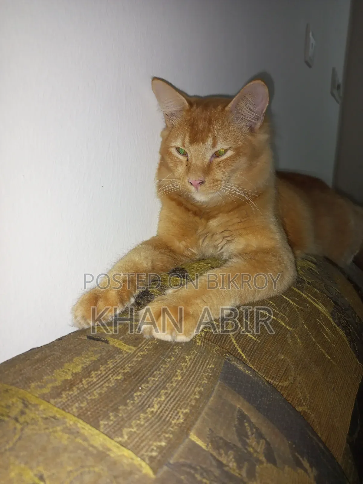 3-6 Months Male Purebred Persian
