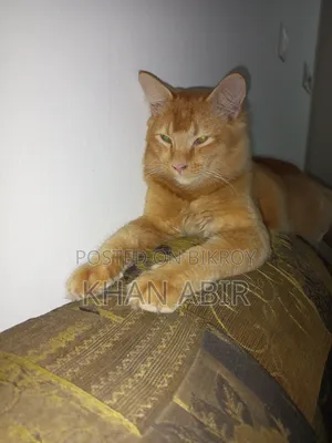 3-6 Months Male Purebred Persian