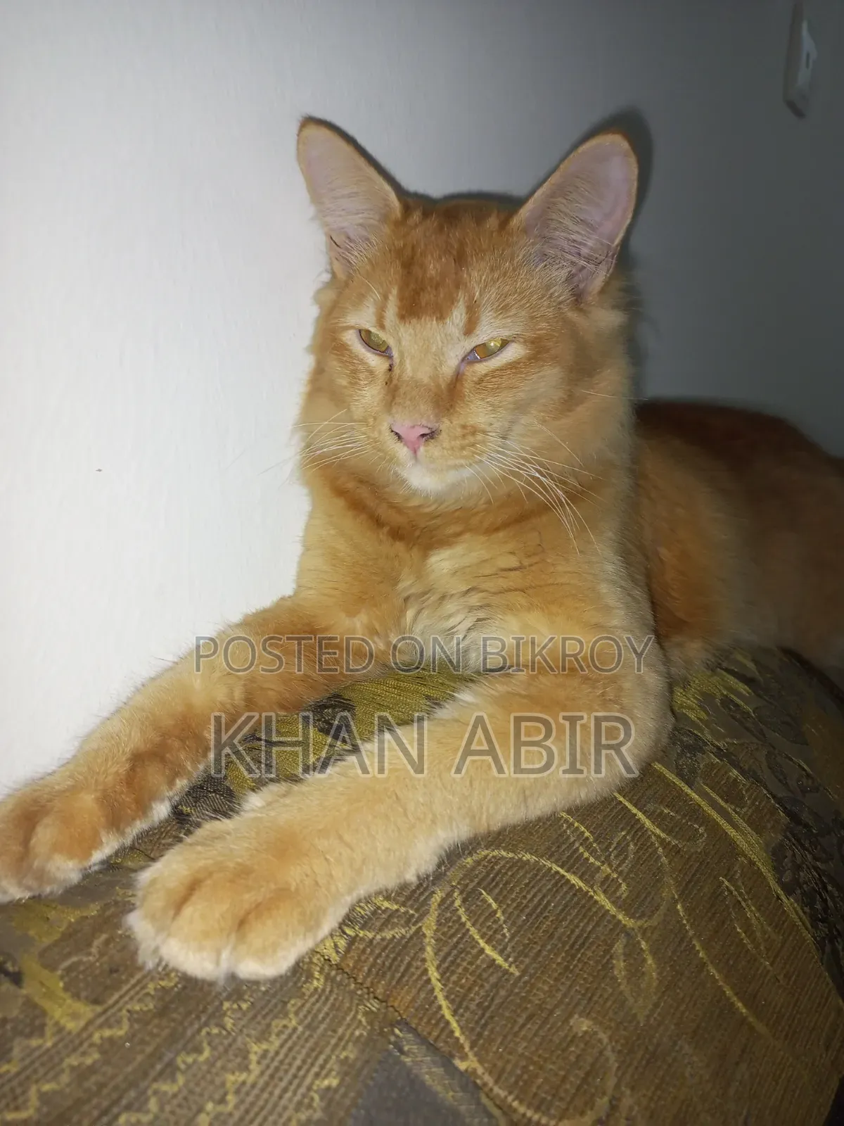 3-6 Months Male Purebred Persian