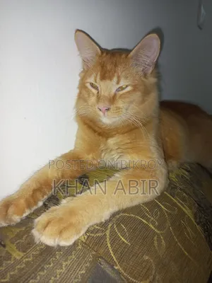 3-6 Months Male Purebred Persian