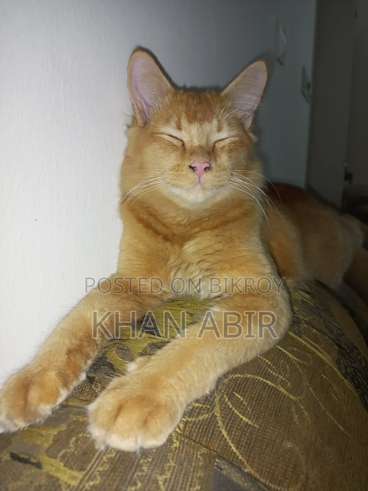 3-6 Months Male Purebred Persian