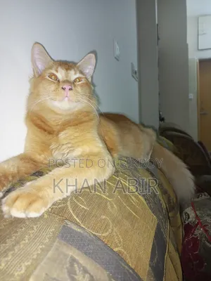3-6 Months Male Purebred Persian