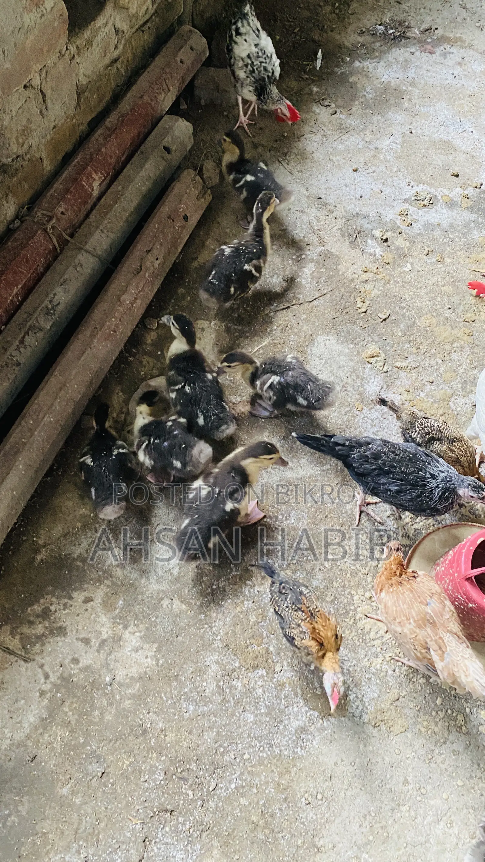 1 month old Chinese ducklings