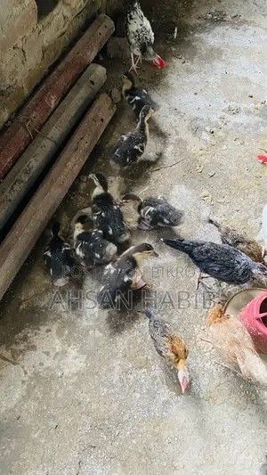 1 month old Chinese ducklings