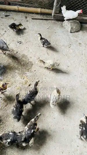 1 month old Chinese ducklings