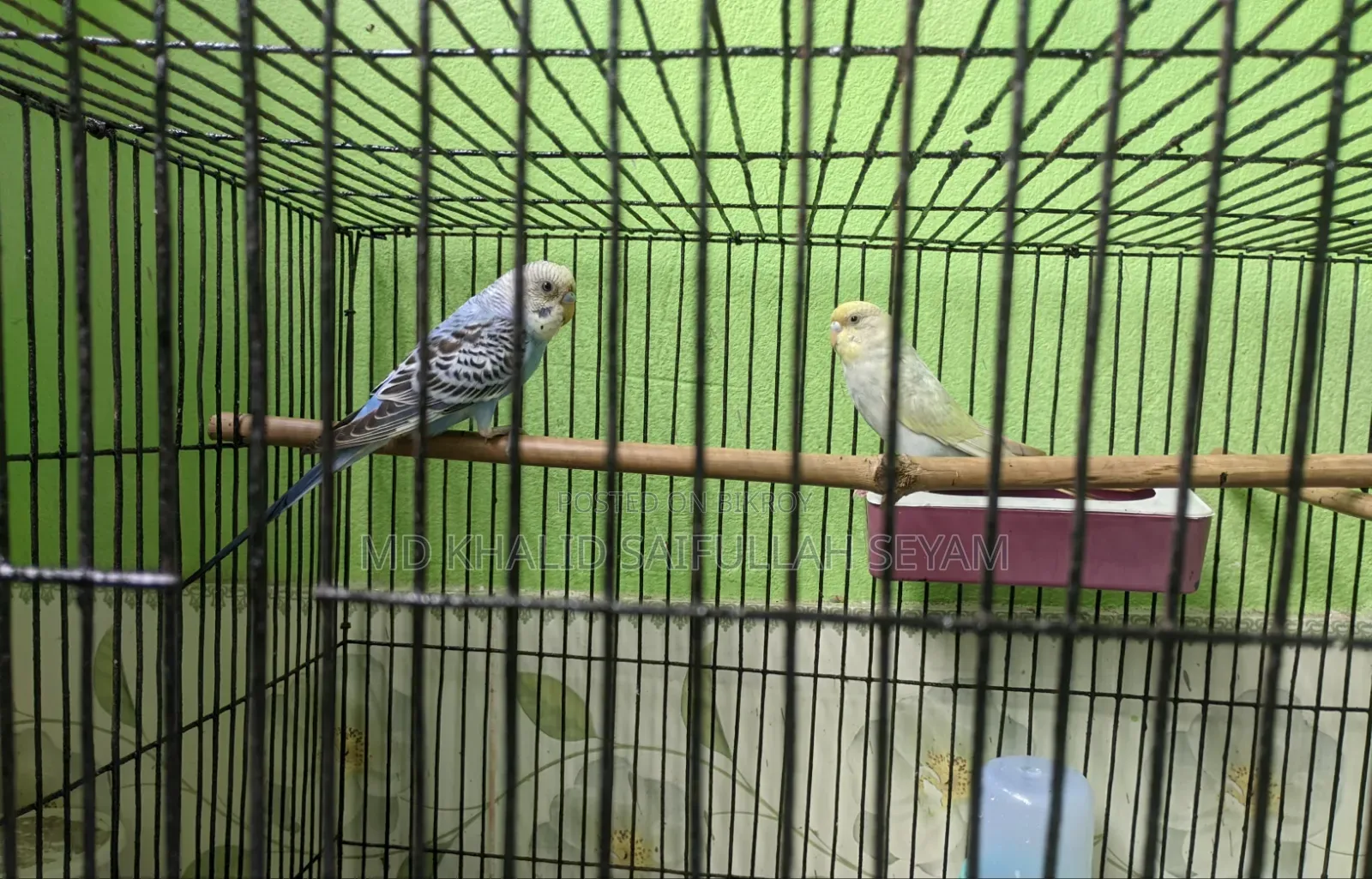 Budgerigar Bird