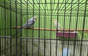 Budgerigar Bird