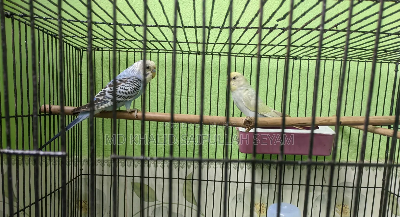 Budgerigar Bird