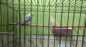 Budgerigar Bird