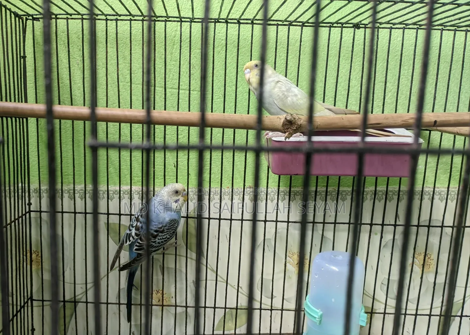 Budgerigar Bird
