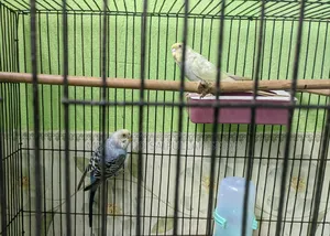 Budgerigar Bird