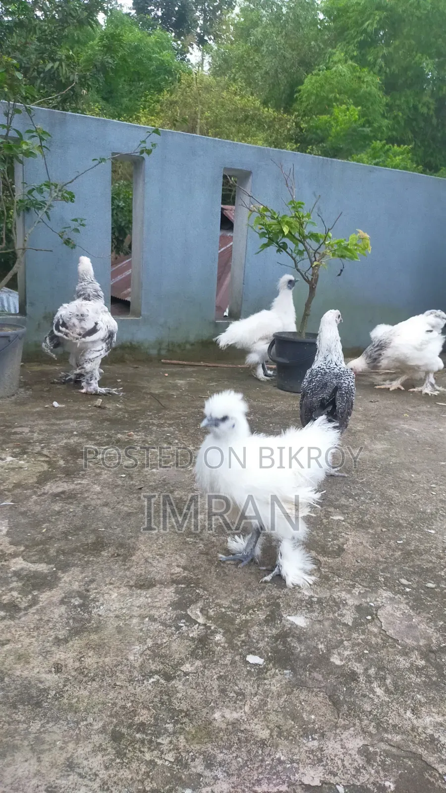 ব্রহ্মা, সিল্কি, লাইট ব্রহ্মা, সিলভার এবং হোয়াইট কোচিন