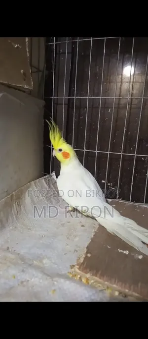 Two Pairs of Lutino Cockatiel, One Pair Has Eggs That Will Hatch, Location Khilgaon