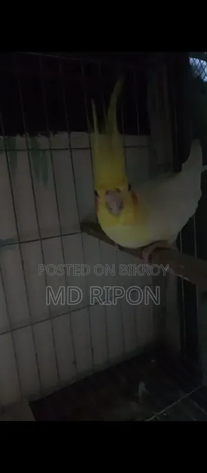 Two Pairs of Lutino Cockatiel, One Pair Has Eggs That Will Hatch, Location Khilgaon