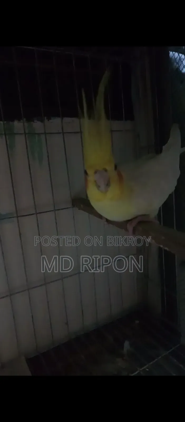 Two Pairs of Lutino Cockatiel, One Pair Has Eggs That Will Hatch, Location Khilgaon
