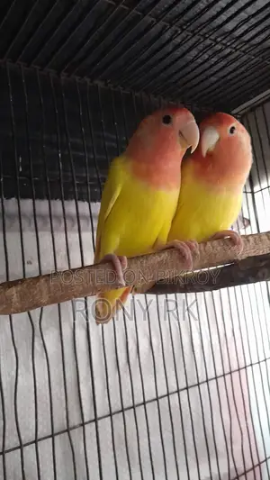 Love Birds