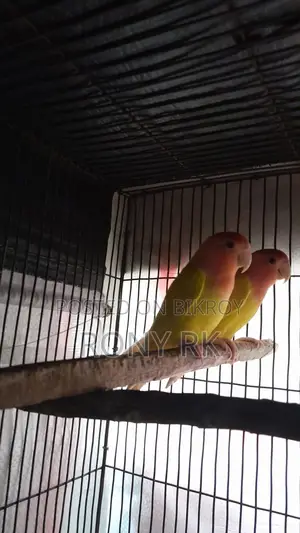 Love Birds