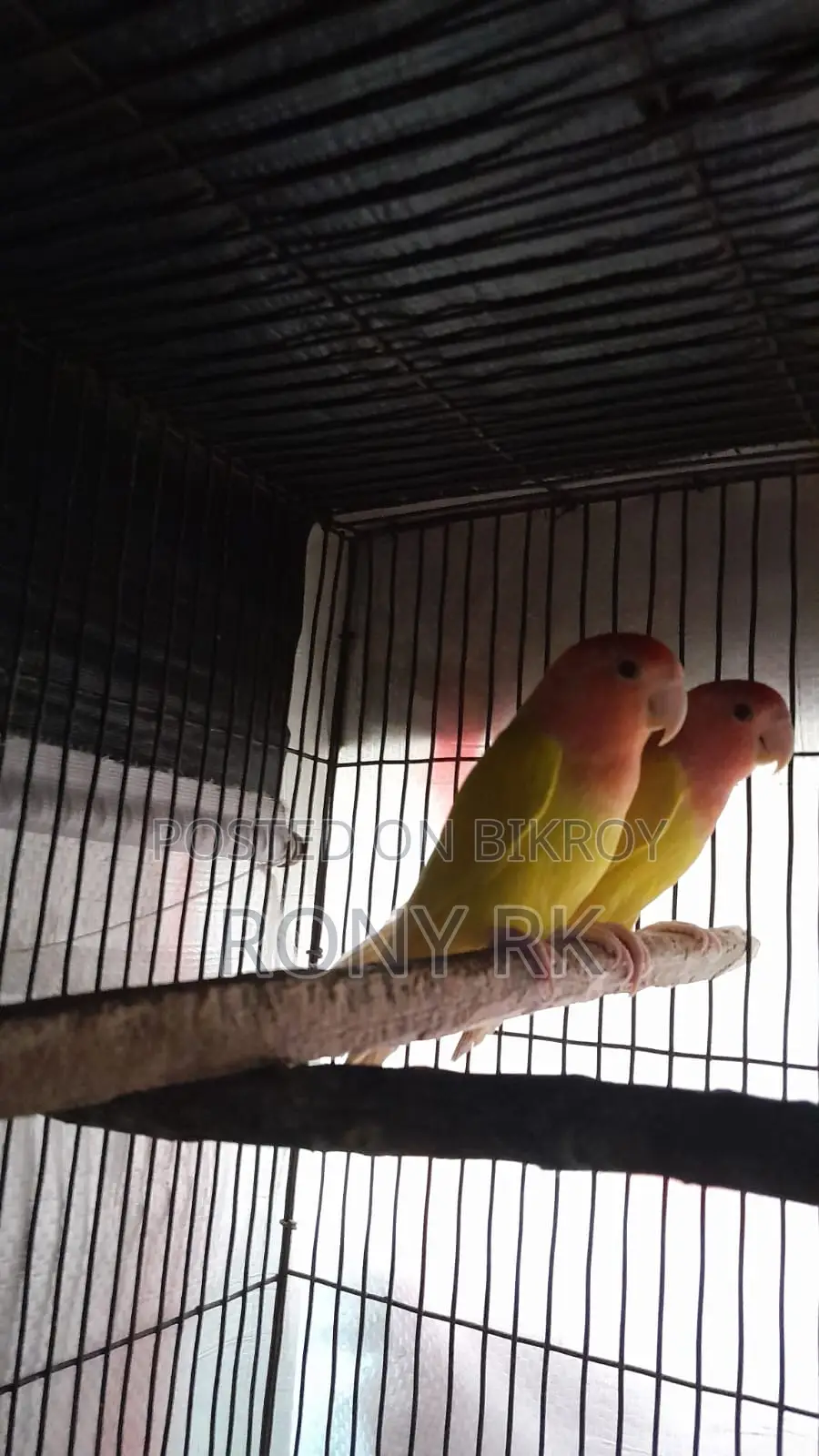 Love Birds