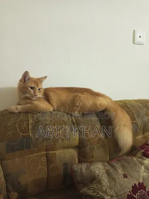 3-6 Months Male Purebred Persian Cat