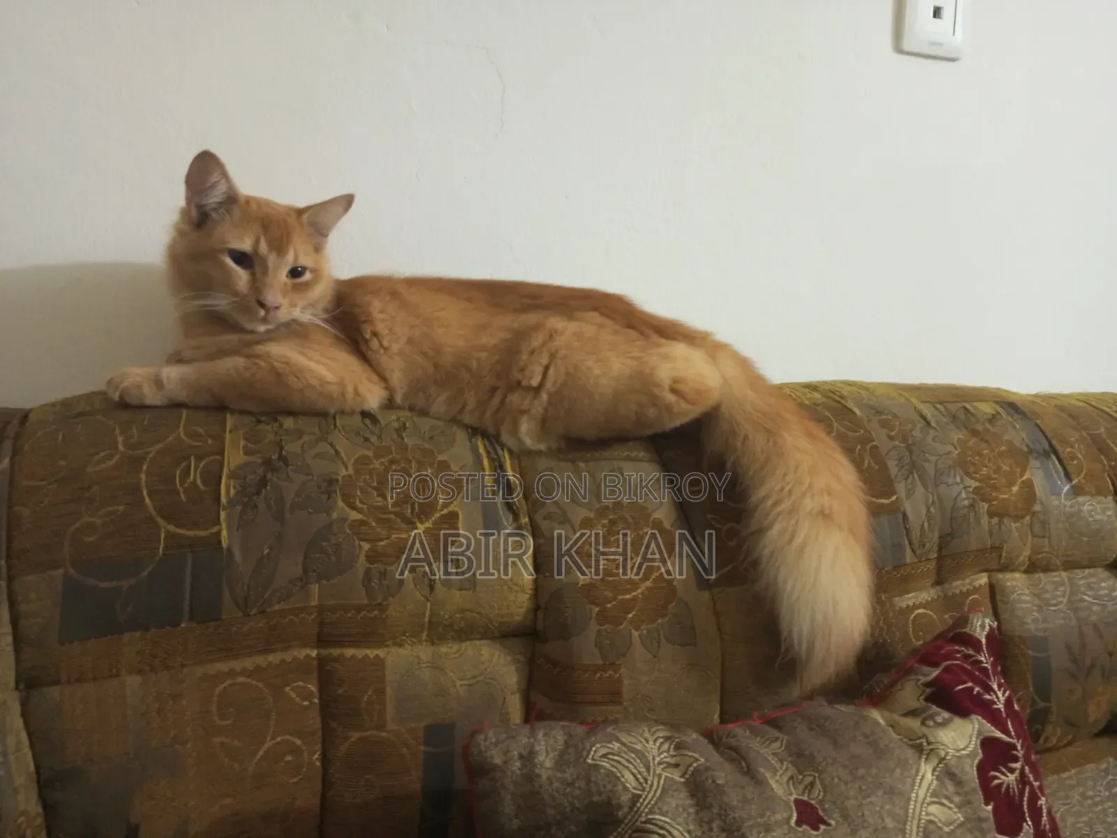 3-6 Months Male Purebred Persian Cat