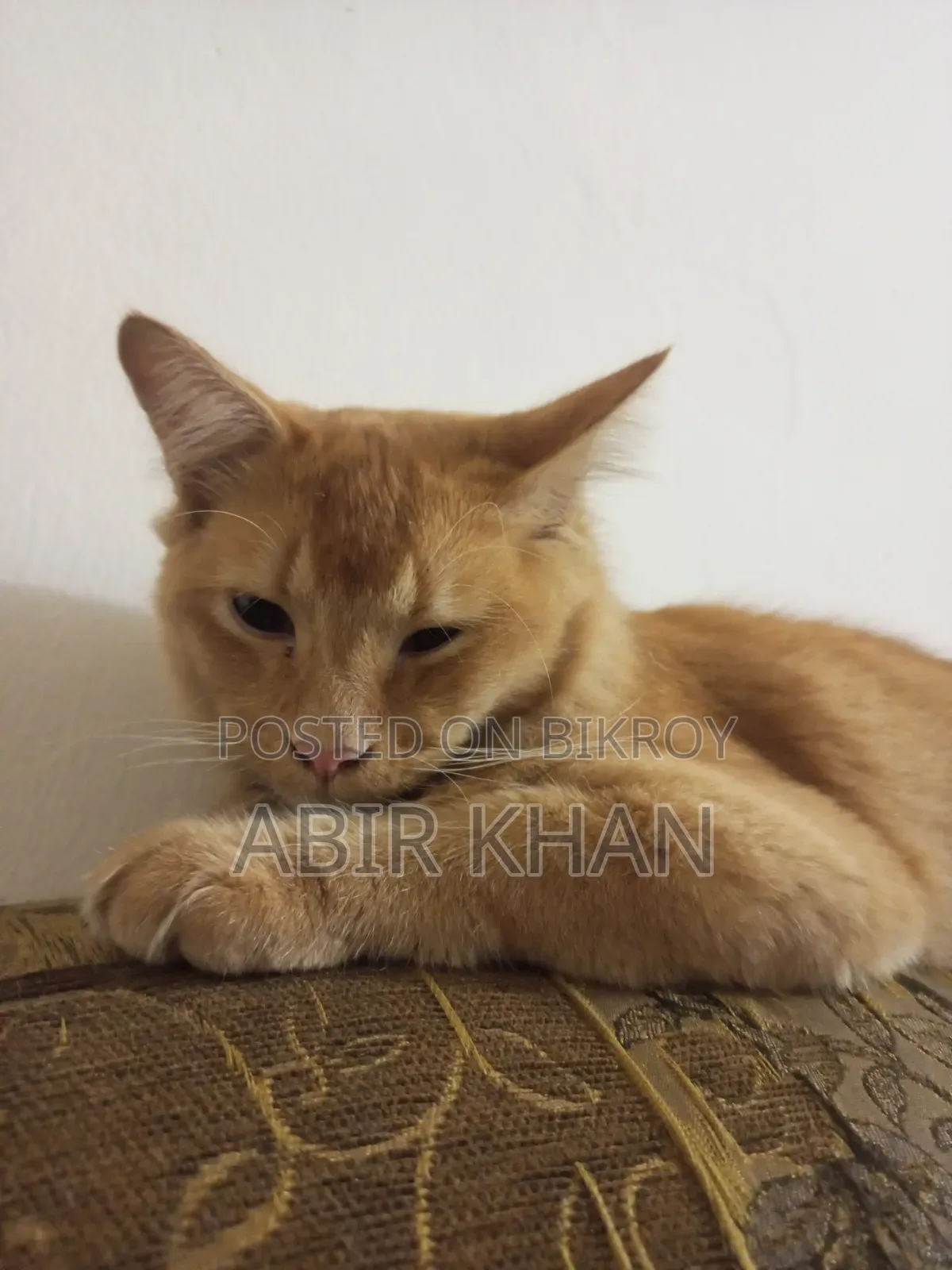 3-6 Months Male Purebred Persian Cat