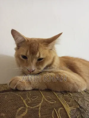 3-6 Months Male Purebred Persian Cat