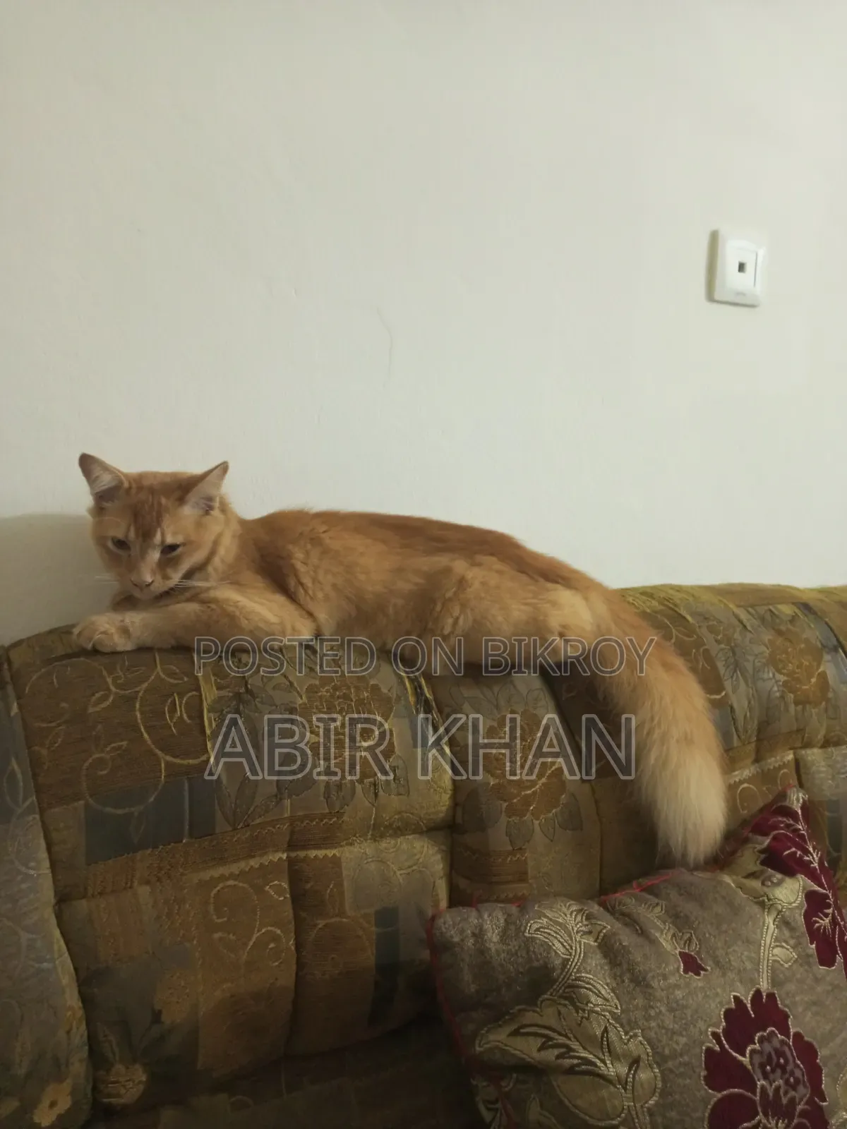 3-6 Months Male Purebred Persian Cat