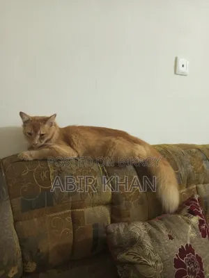 3-6 Months Male Purebred Persian Cat