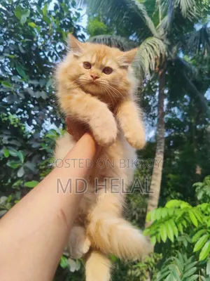1-3 months Female Purebred Persian