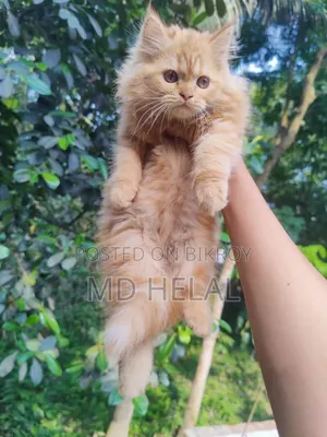 1-3 months Female Purebred Persian