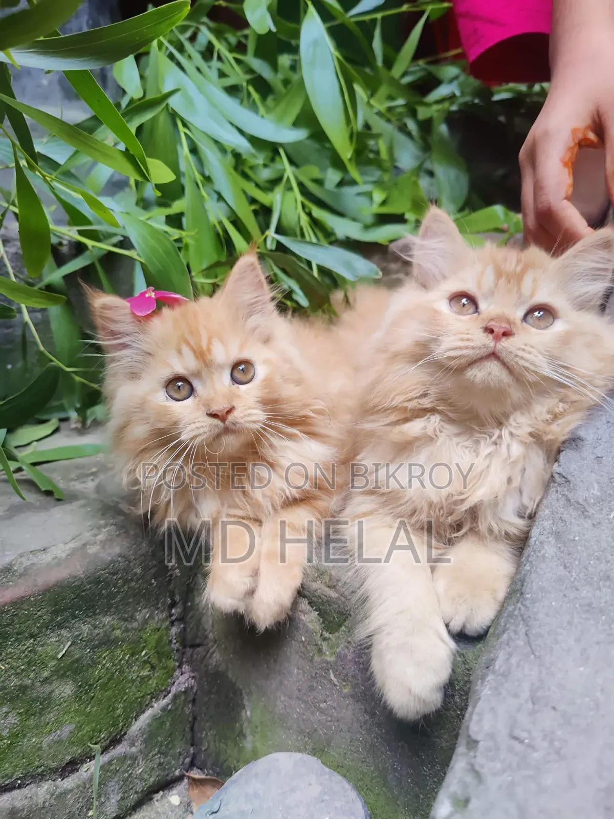 1-3 months Female Purebred Persian
