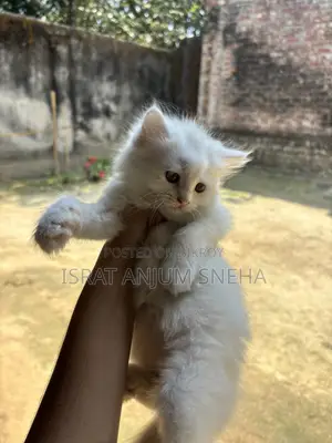 ১-৩ মাস বয়সী পুরুষ মিশ্র জাতের পার্সিয়ান