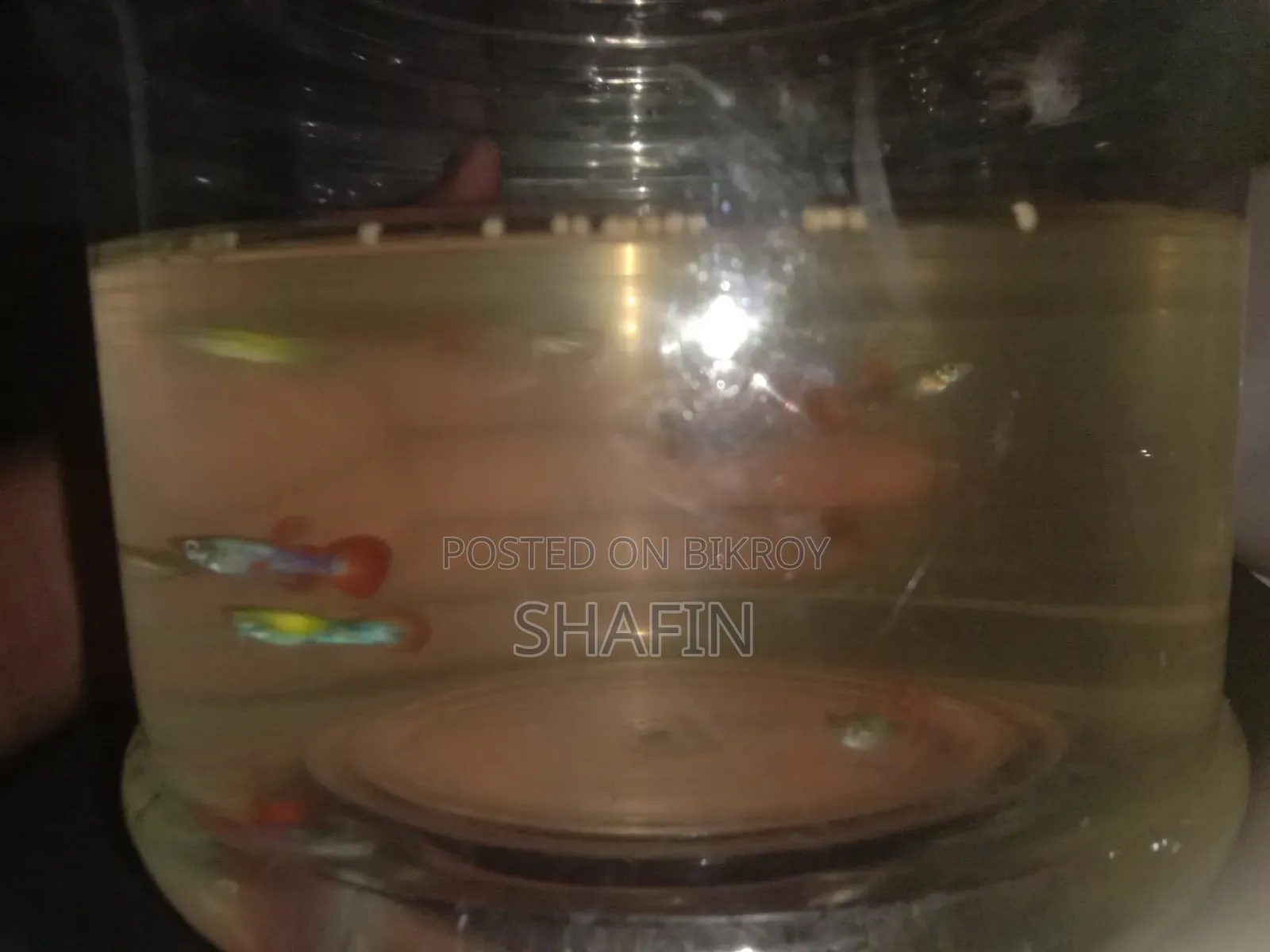 Guppy Fish