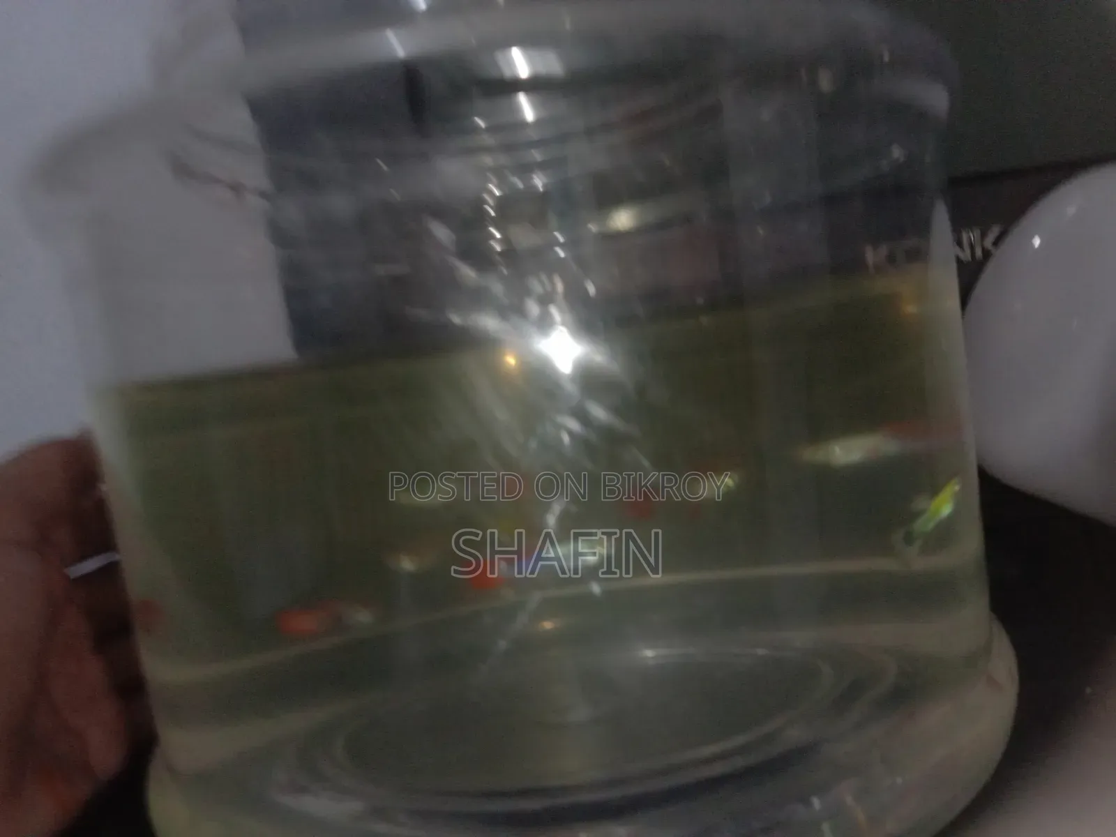 Guppy Fish