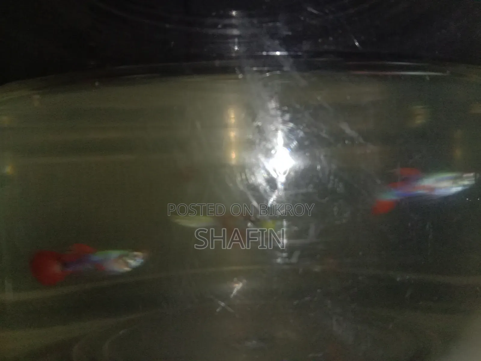 Guppy Fish