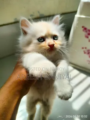 1-3 Months Male Purebred Persian